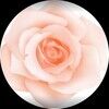 61autumnrose